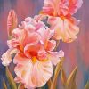 Pink Iris Flowers Art paint by number
