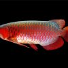 Red Arowana Paint by number