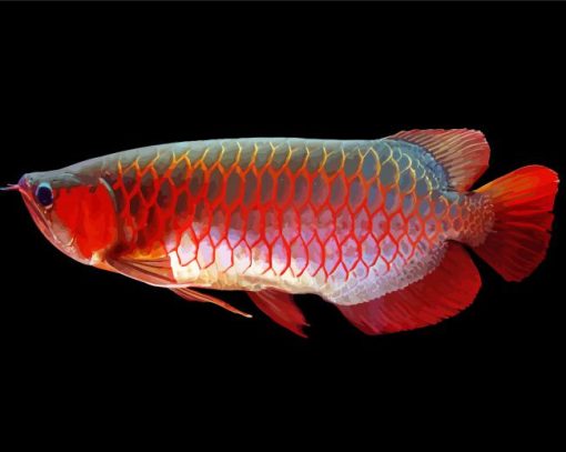 Red Arowana Paint by number