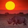 Rhino Sunset View paint by number