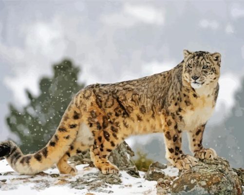 Snow Leopard paint by number