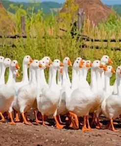 White Geese Goose paint by number