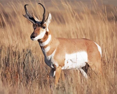 Aesthetic Pronghorn Animal paint by number