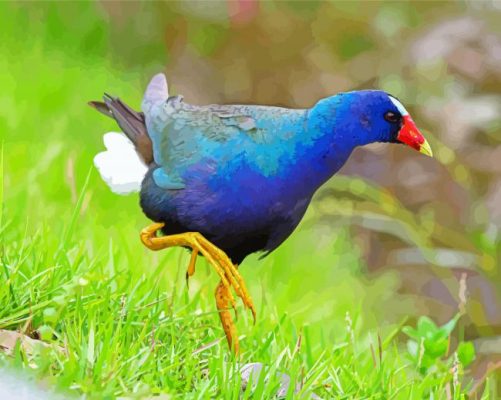 Aesthetic American Purple Gallinule Bird Paint by number