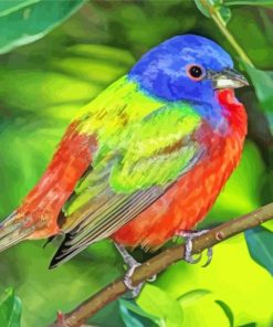 Aesthetic Painted Bunting paint by number