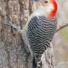 Aesthetic Red Bellied Woodpecker paint by number