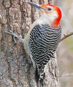 Aesthetic Red Bellied Woodpecker paint by number