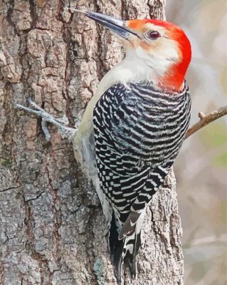 Aesthetic Red Bellied Woodpecker paint by number