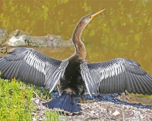 Anhinga Bird paint by number