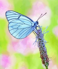 Blue White Butterfly paint by number
