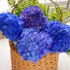 Basket With Hydrangeas Paint by number