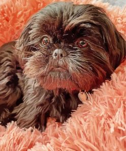 Black Shih Tzu paint by number