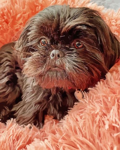 Black Shih Tzu paint by number