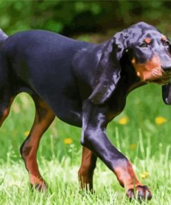 Black And Tan Coonhound Animal paint by number