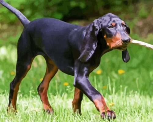 Black And Tan Coonhound Animal paint by number