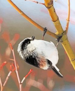 Black And White Long Tailed Tit paint by number