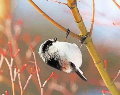 Black And White Long Tailed Tit paint by number