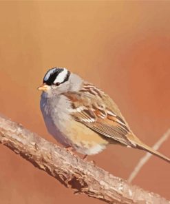 Black And White Head Sparrow paint by number