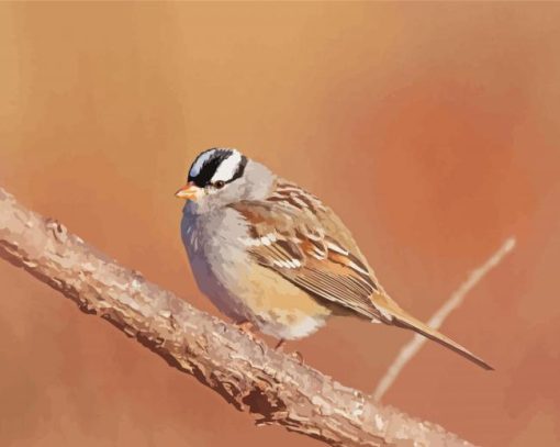 Black And White Head Sparrow paint by number