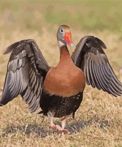 Black Bellied Whistling Duck Bird paint by number