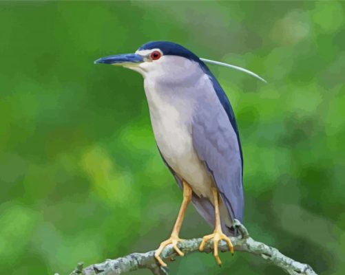 Black Crowned Night Heron paint by number