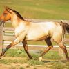 Blonde Lusitano Horse paint by number