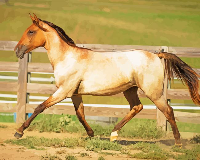 Blonde Lusitano Horse paint by number