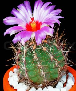 Cactus And Purple Flower paint by number