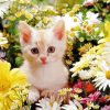 Cute Cat Flowers paint by number