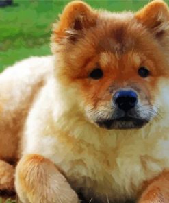 Chow Chow paint by number
