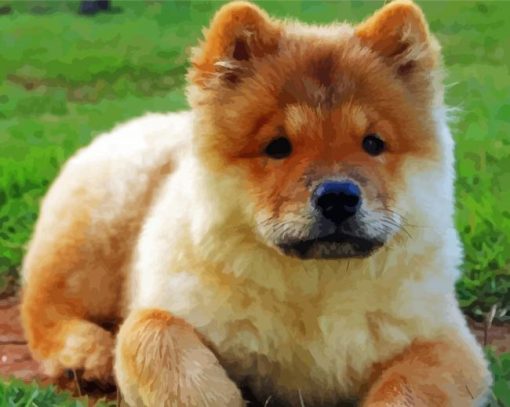 Chow Chow paint by number
