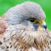 Close Up Kestrel Paint by number