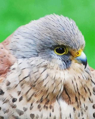 Close Up Kestrel Paint by number