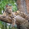 Clouded Leopard On Tree paint by number