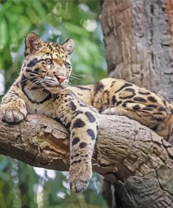 Clouded Leopard On Tree paint by number