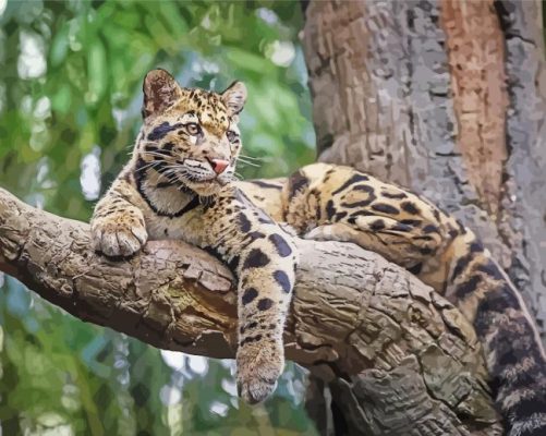 Clouded Leopard On Tree paint by number