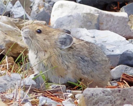 Collared Pika Animal paint by number