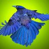Flying Indigo Bunting Bird Paint by number