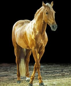 Golden Mare Horse Animal paint by number