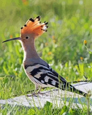 Hoopoe Cute Bird paint by number