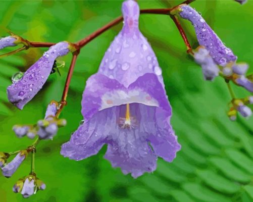 Jacaranda Plants Paint by number