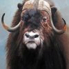 Muskox Animal paint by number