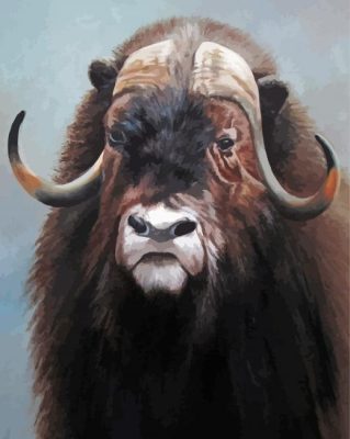 Muskox Animal paint by number