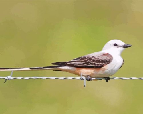 Oklahoma Flycatcher Bird paint by number