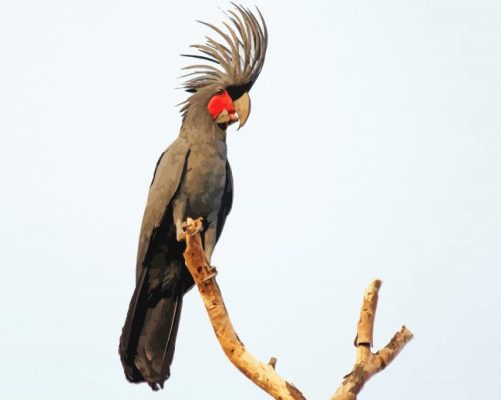 Palm Cockatoo Bird On A Branch Paint by number