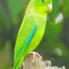 Parrotlet Bird On Tree paint by number