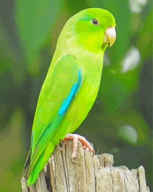Parrotlet Bird On Tree paint by number