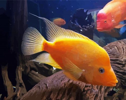 Red Devil Cichlid Fish paint by number