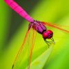 Red Dragonfly Insect paint by number