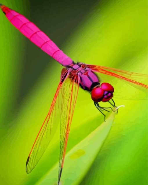 Red Dragonfly Insect paint by number